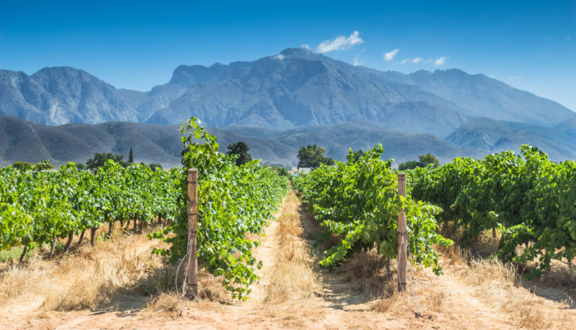 South African wine is among the oldest in the world, but only known on the international stage for about twenty years. Today, luxury travel to this remote region is high on food and wine lovers lists.